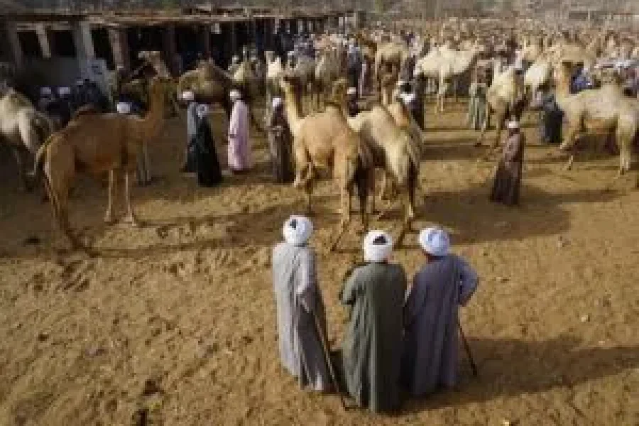Visit Daraw Camel Market with the Best Tour Operator in Aswan – A Unique Cultural Journey