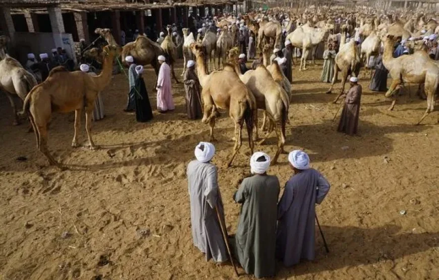 Visit Daraw Camel Market with the Best Tour Operator in Aswan – A Unique Cultural Journey