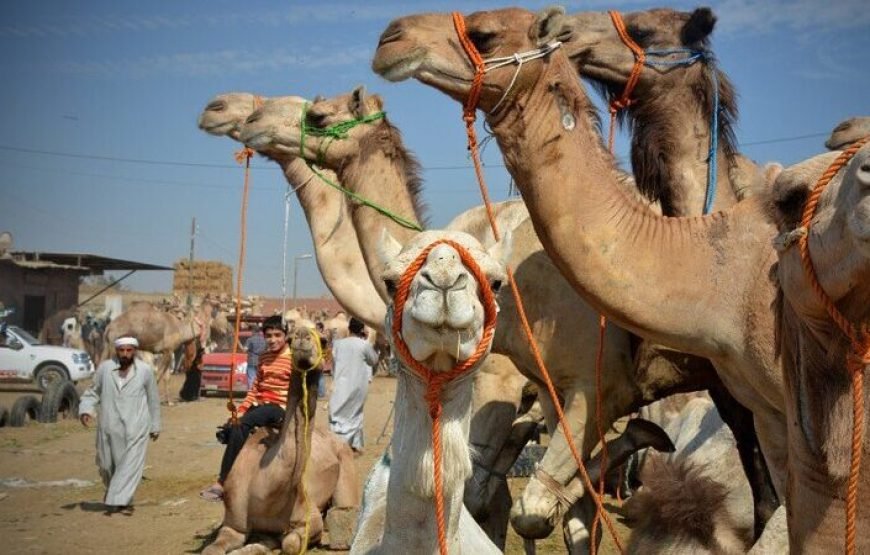 Visit Daraw Camel Market with the Best Tour Operator in Aswan – A Unique Cultural Journey