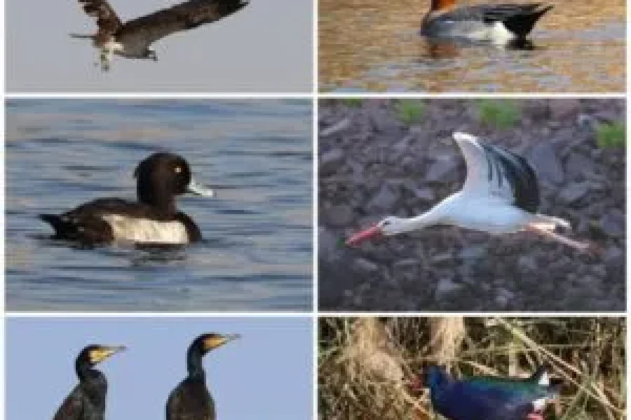 Join 2025 Bird Watching Tour in Aswan – A Unique Nature Escape