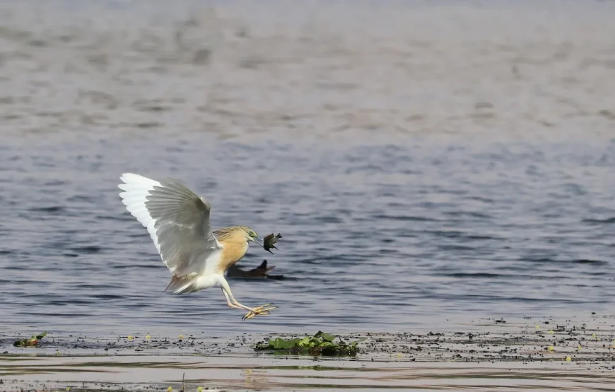 Tailor-Made 2-Day Bird Watching Experience with Local Guide in Aswan