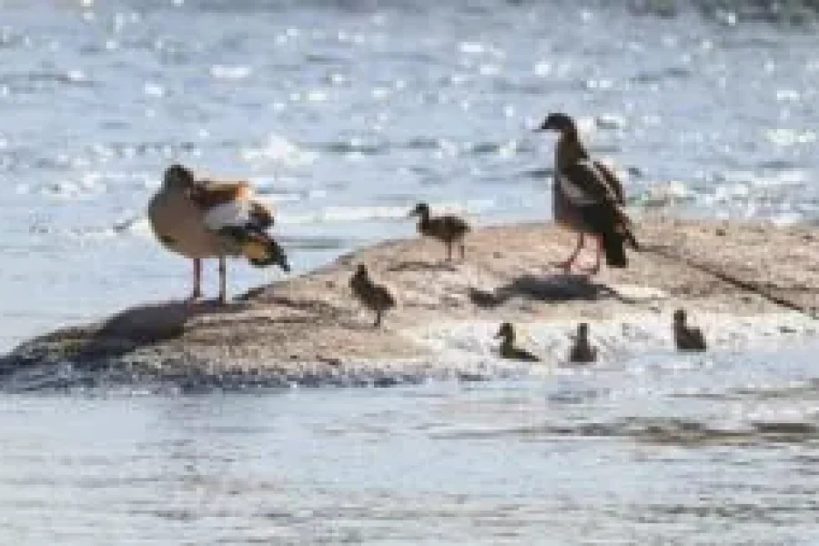 Tailor-Made 2-Day Bird Watching Experience with Local Guide in Aswan