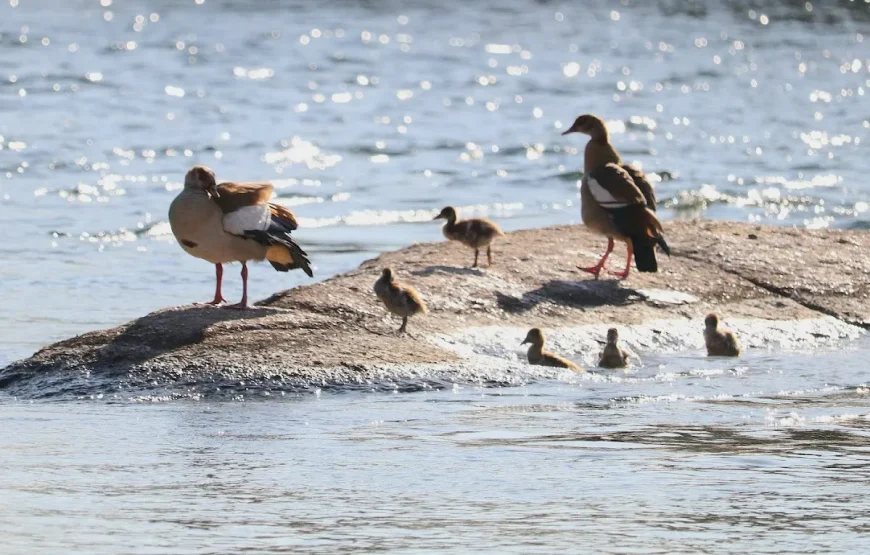 Tailor-Made 2-Day Bird Watching Experience with Local Guide in Aswan