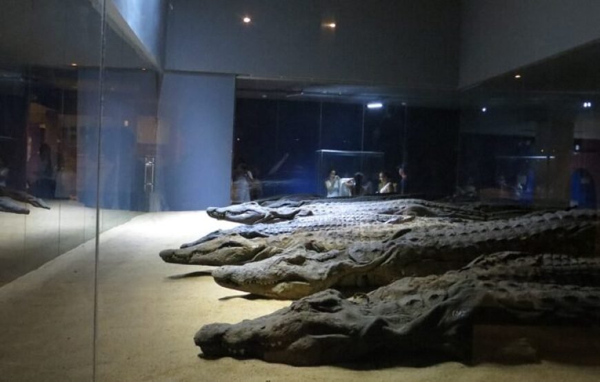 Full-Day Bus Tour to Kom Ombo & Edfu from Aswan