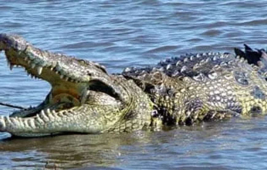 Fishing & Birdwatching on Lake Nasser – Explore the Lost Nubian Heritage