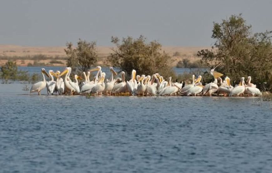 Nubian Guest House in Aswan – Private Nile Island Stay