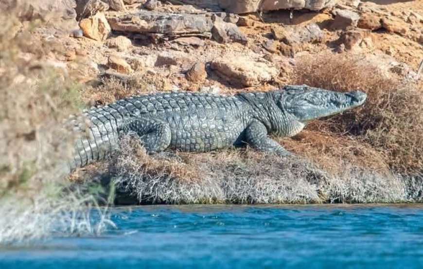 Nubian Guest House in Aswan – Private Nile Island Stay