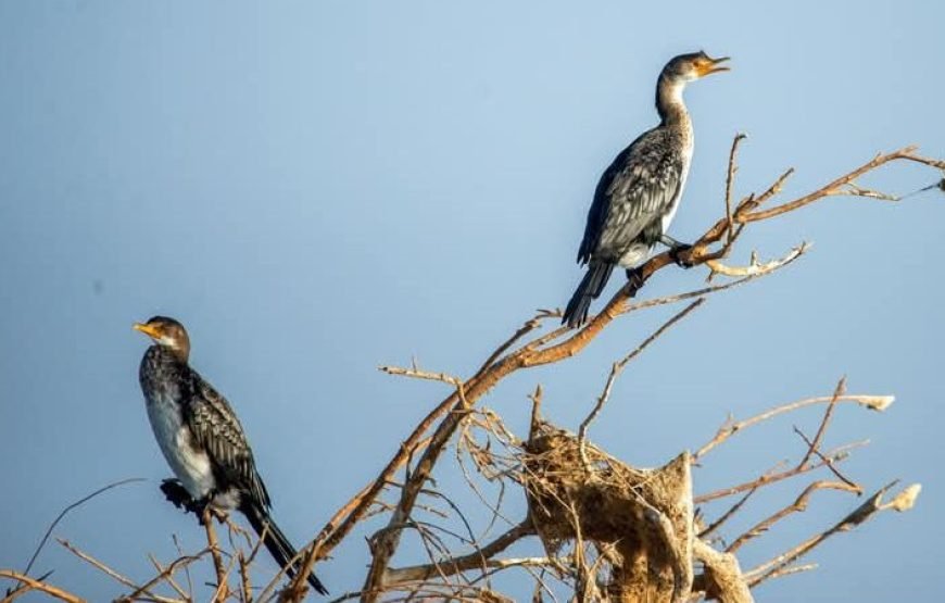 Nubian Guest House in Aswan – Private Nile Island Stay