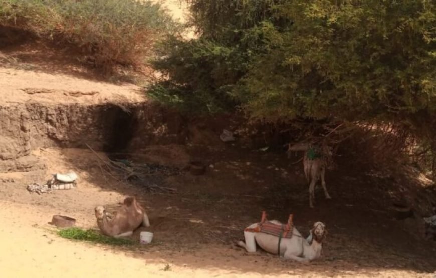 Nubian Guest House in Aswan – Private Nile Island Stay