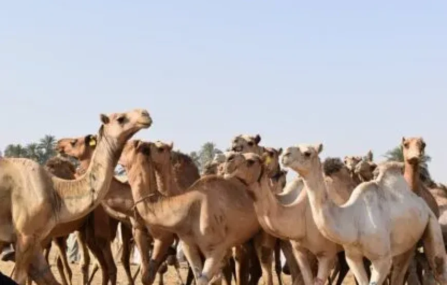 Visit Daraw Camel Market with the Best Tour Operator in Aswan – A Unique Cultural Journey