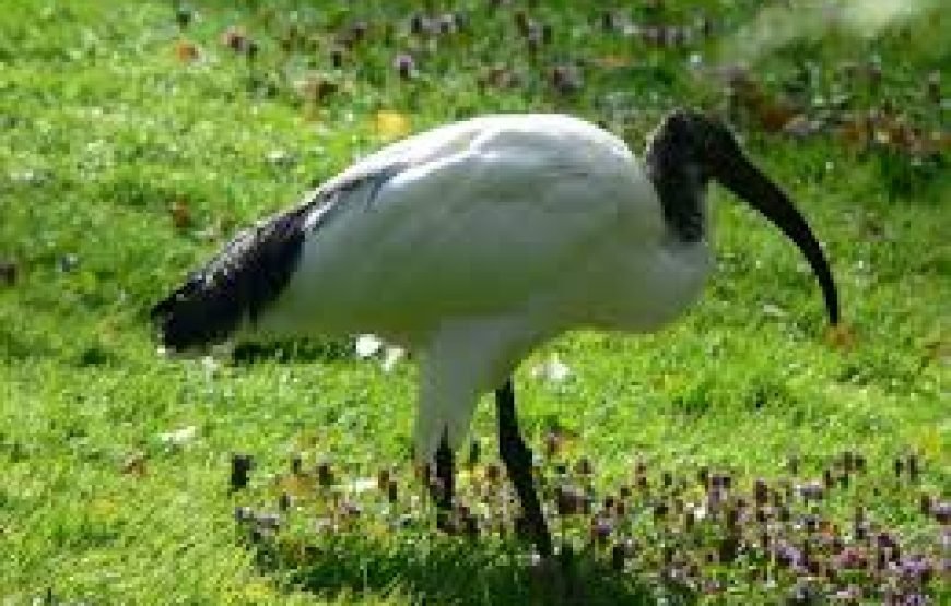 Join 2025 Bird Watching Tour in Aswan – A Unique Nature Escape