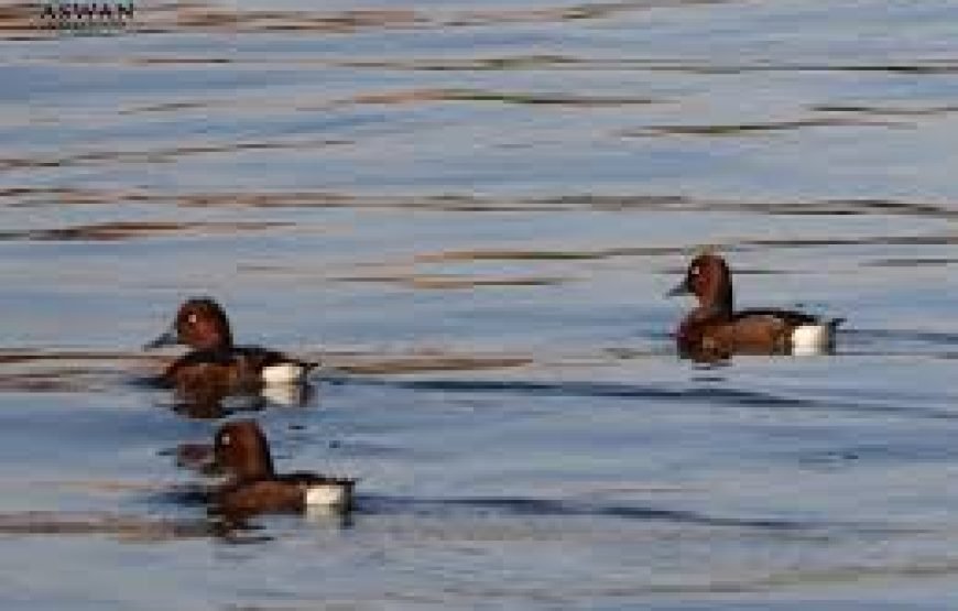 Join 2025 Bird Watching Tour in Aswan – A Unique Nature Escape