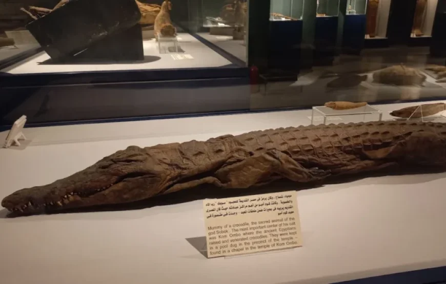 Discover Luxor Museum & Mummification Museum – Private Guided Tour